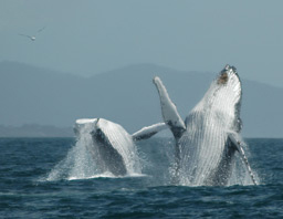 Breaching Whales